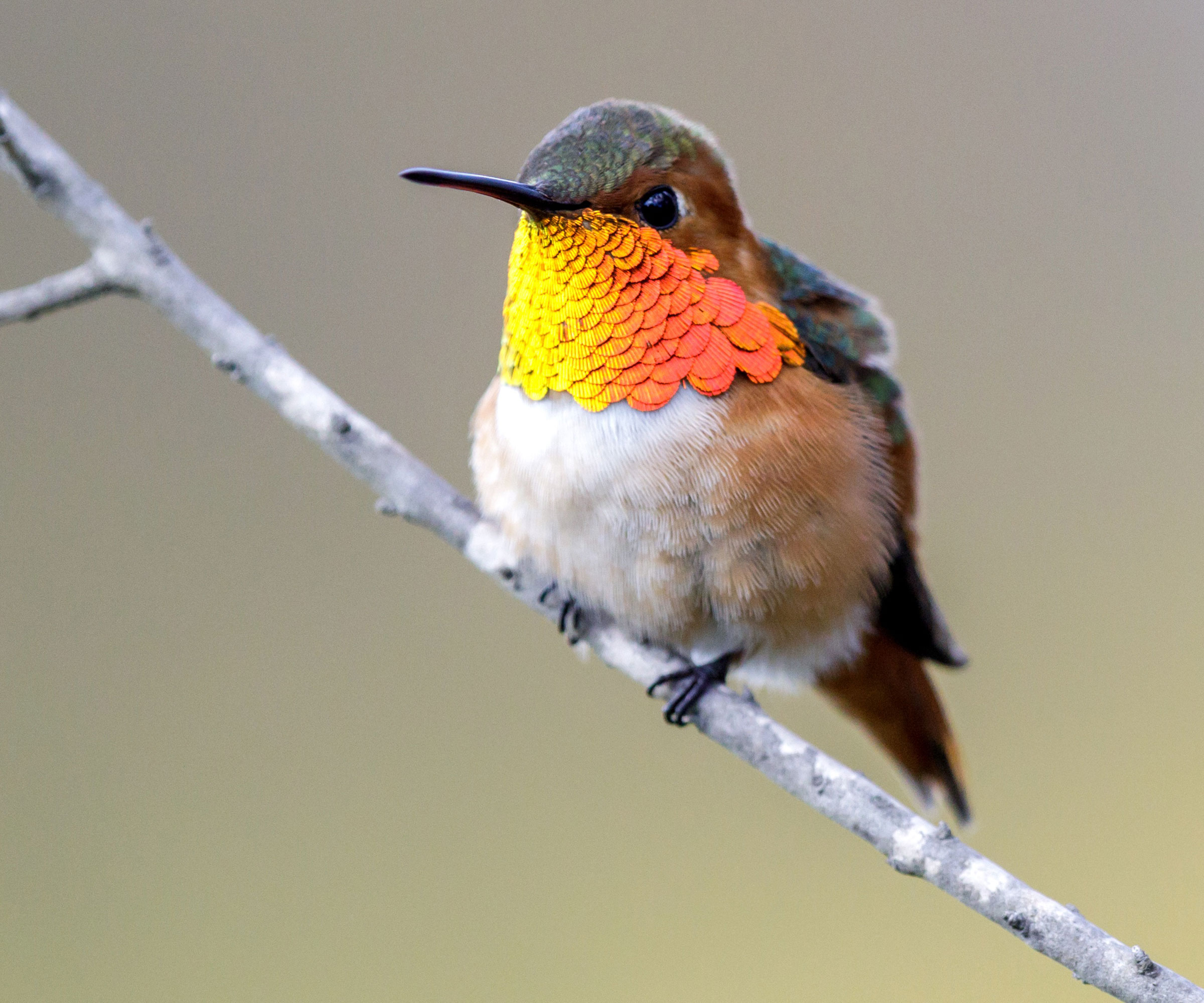 Hummingbird που κάθεται στο υποκατάστημα του δέντρου
