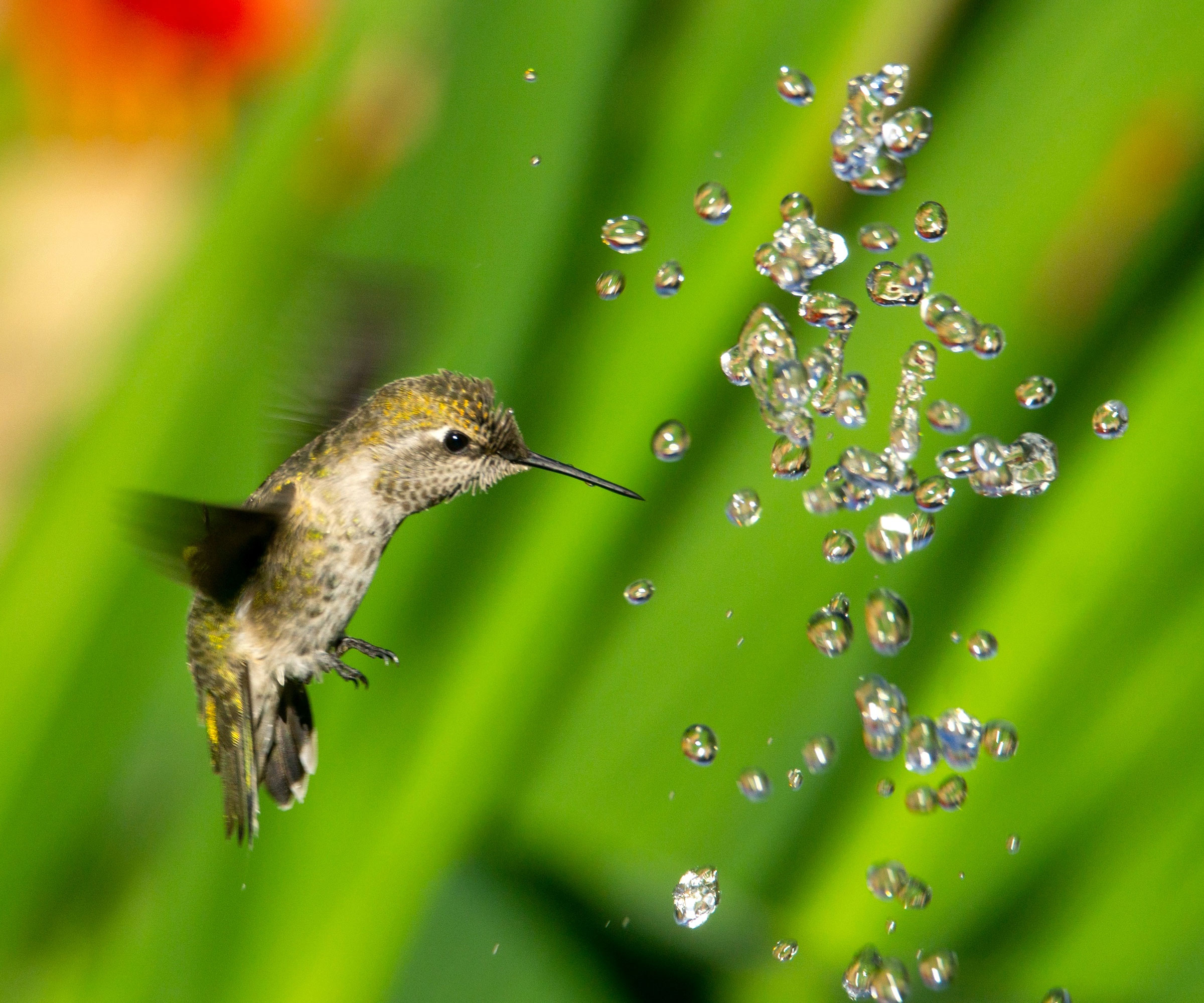 Hummingbird παίζοντας με τη λειτουργία νερού