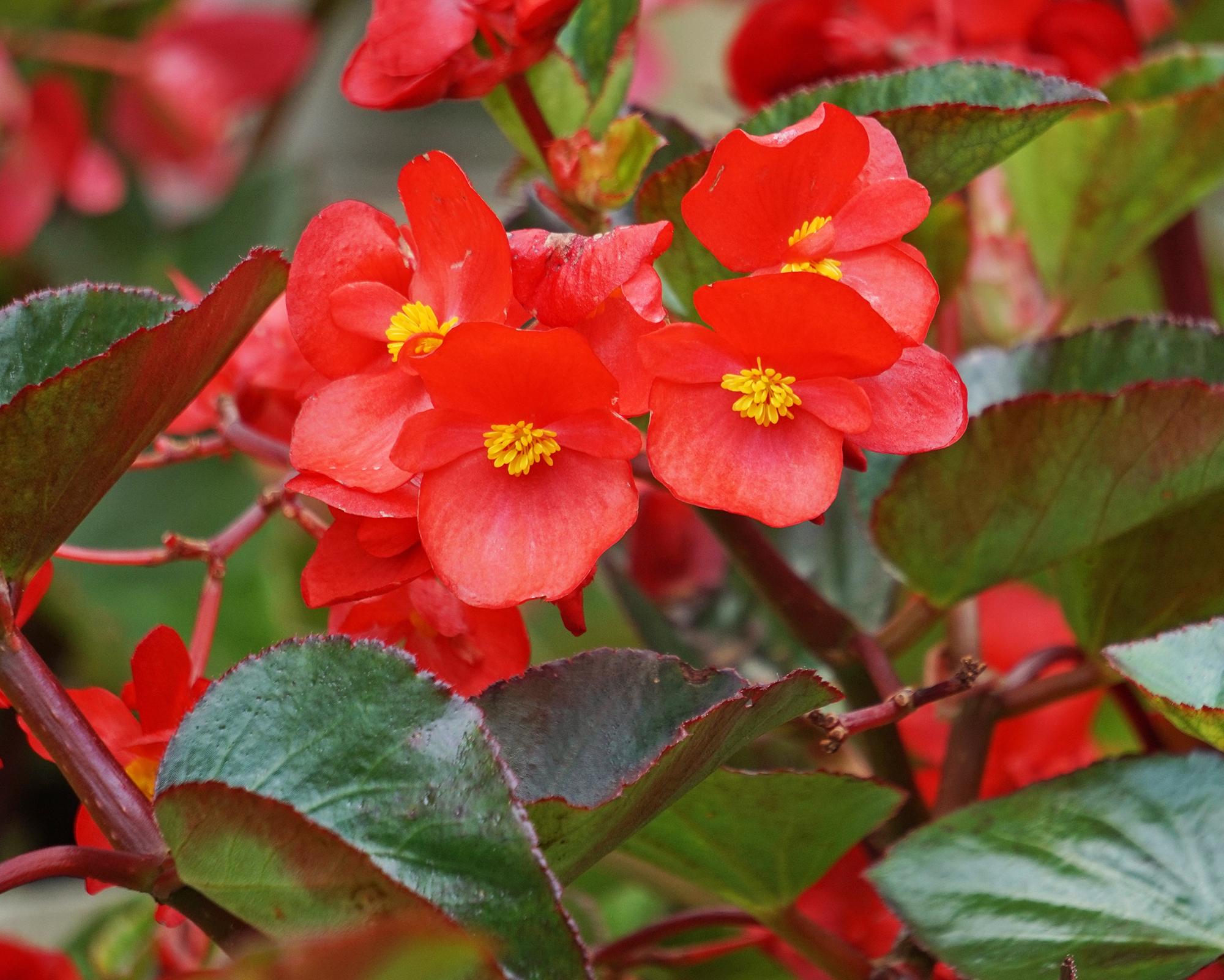 Κόκκινο κερί begonia λουλούδια