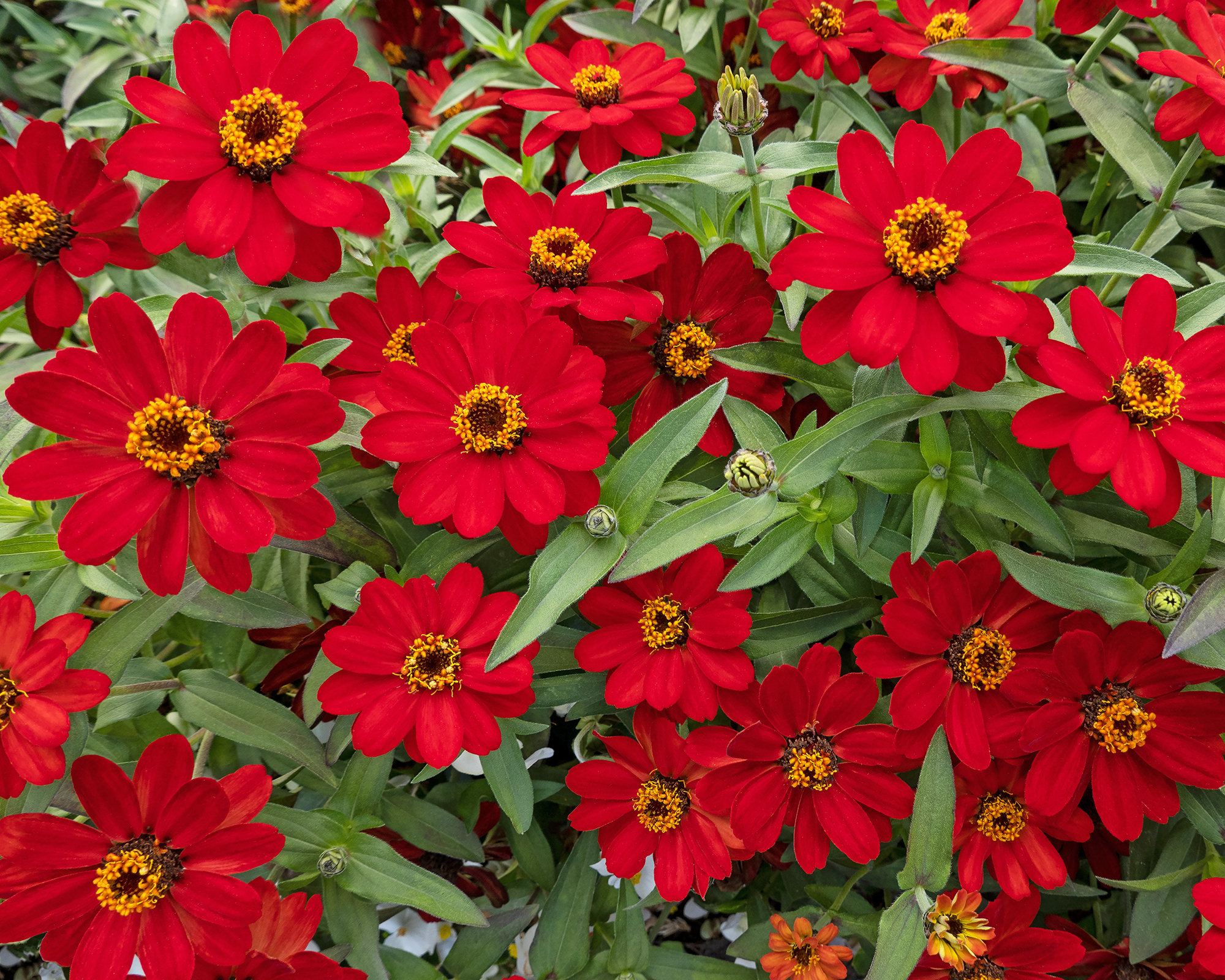 Κόκκινη αφθονία λουλούδια zinnia