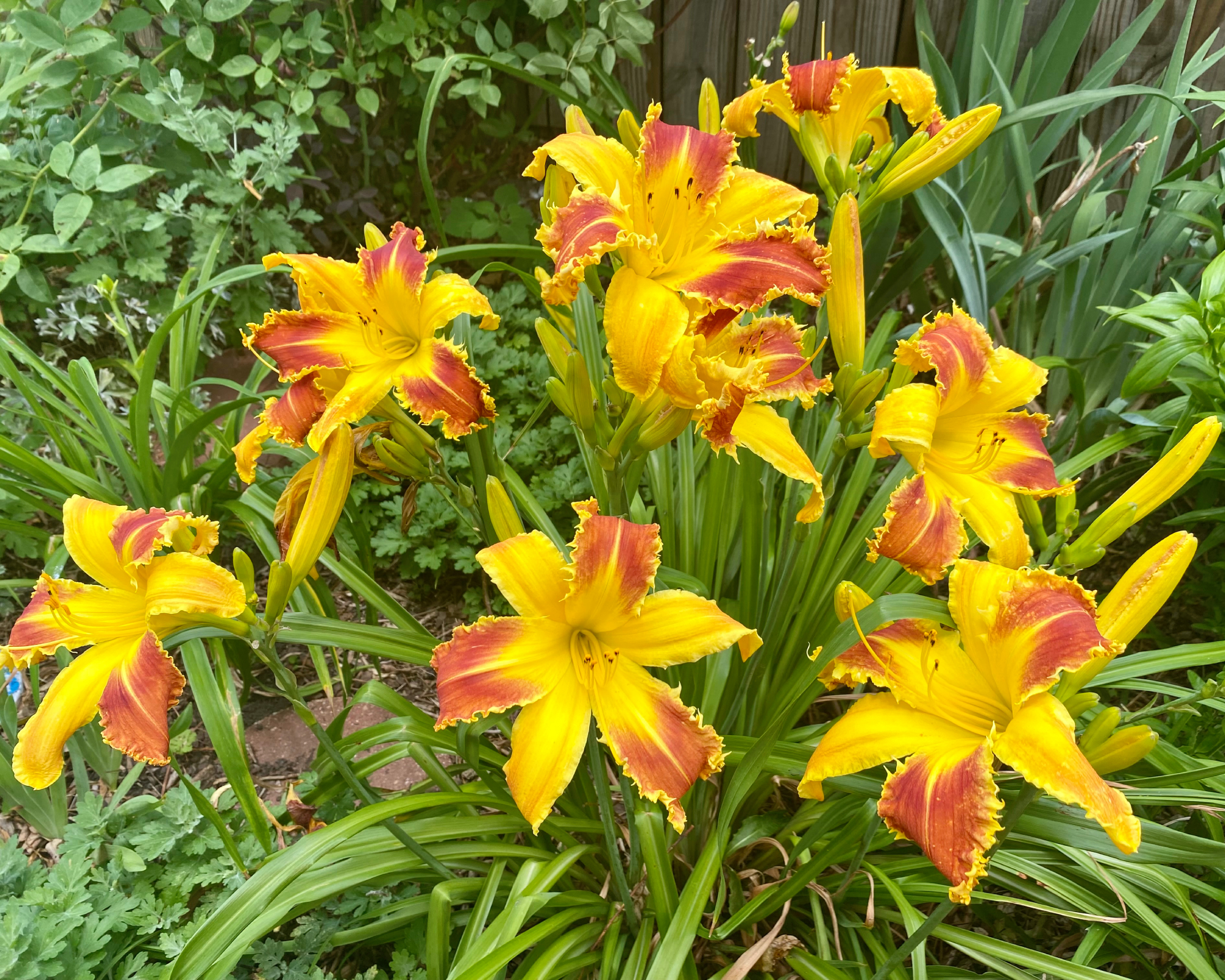 Τα Topguns Grim Reaper Daylily σε άνθιση