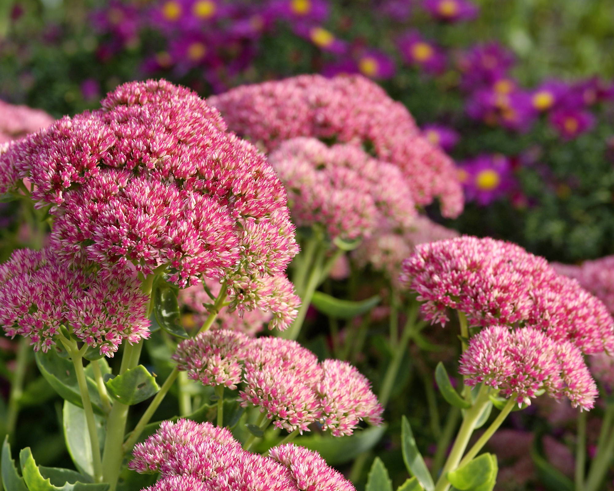 Βαθιά ροζ λουλούδι από stonecrop ή sedum