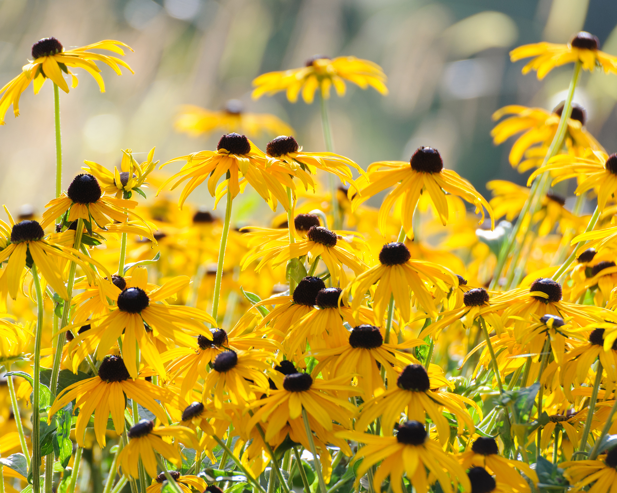 Black-Eyed Susan Flowers-ή Rudbeckia Fulgida
