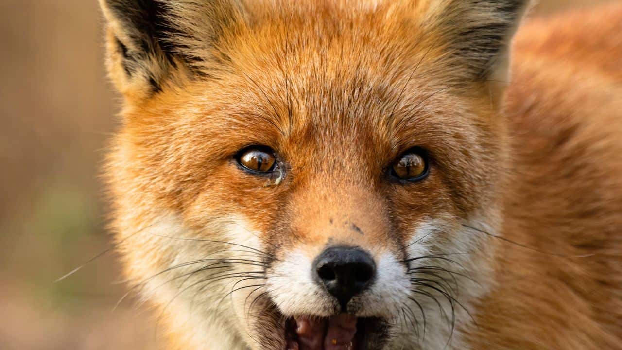 10 τρόποι για να κρατήσετε ρακούν έξω από τον κήπο σας στις 2 Σεπτεμβρίου