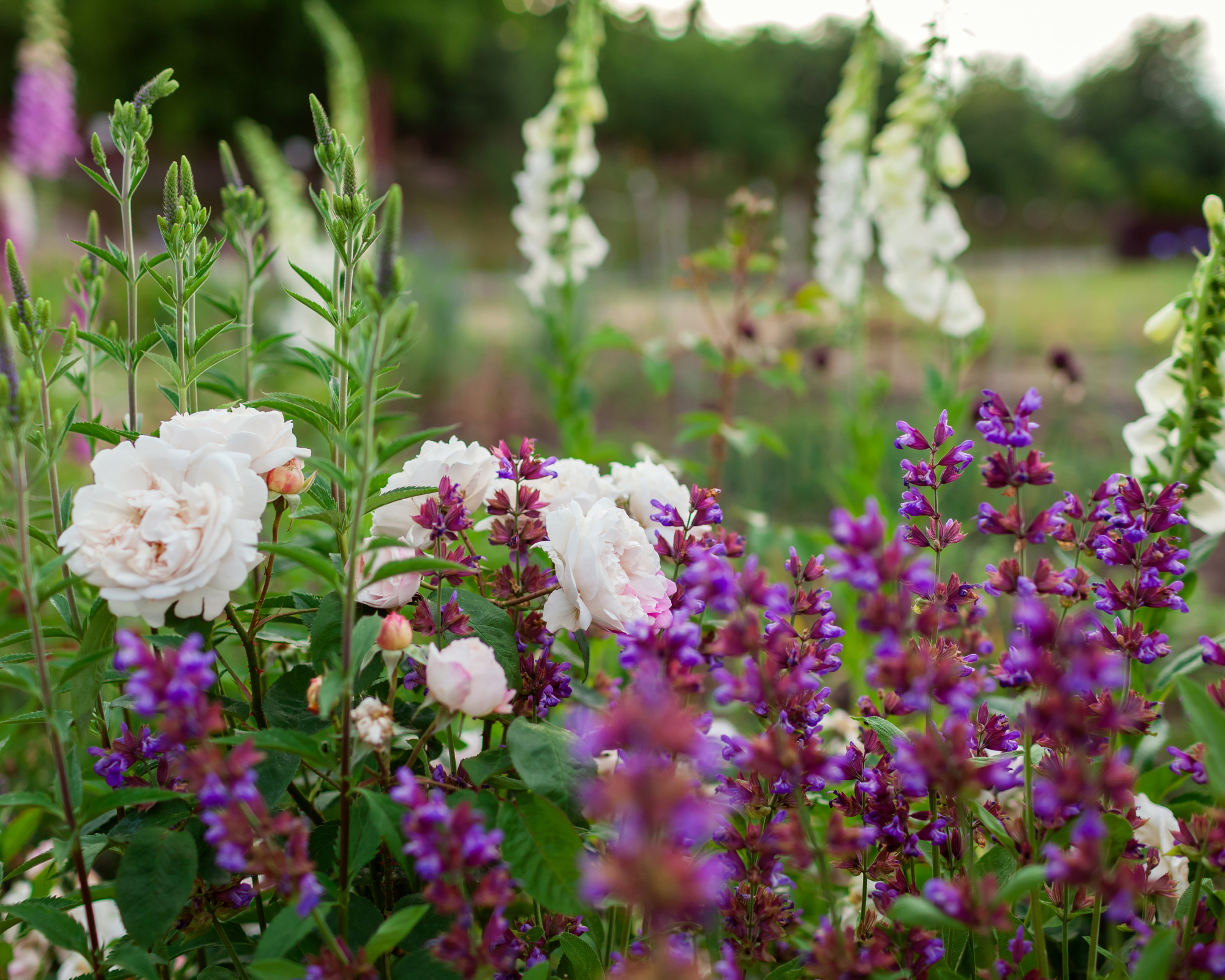 Τριαντάφυλλα, Σάλια και Foxglove στον κήπο