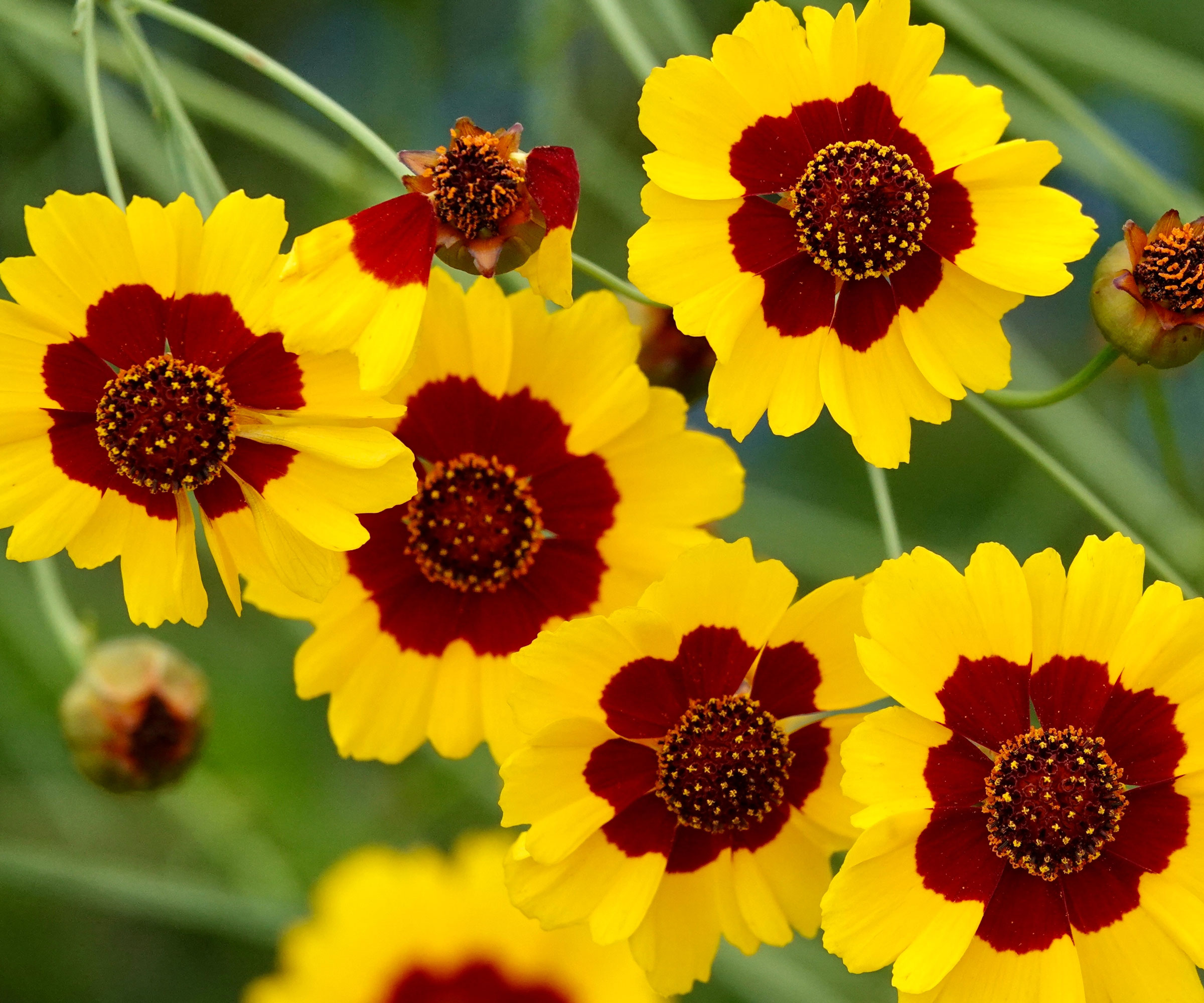 Tickseed Plant με κίτρινα και χάλκινα λουλούδια