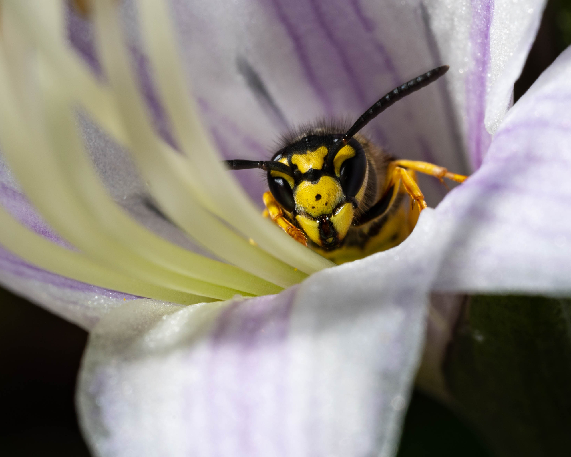 Yellowjacket Wasp μέσα στο λουλούδι