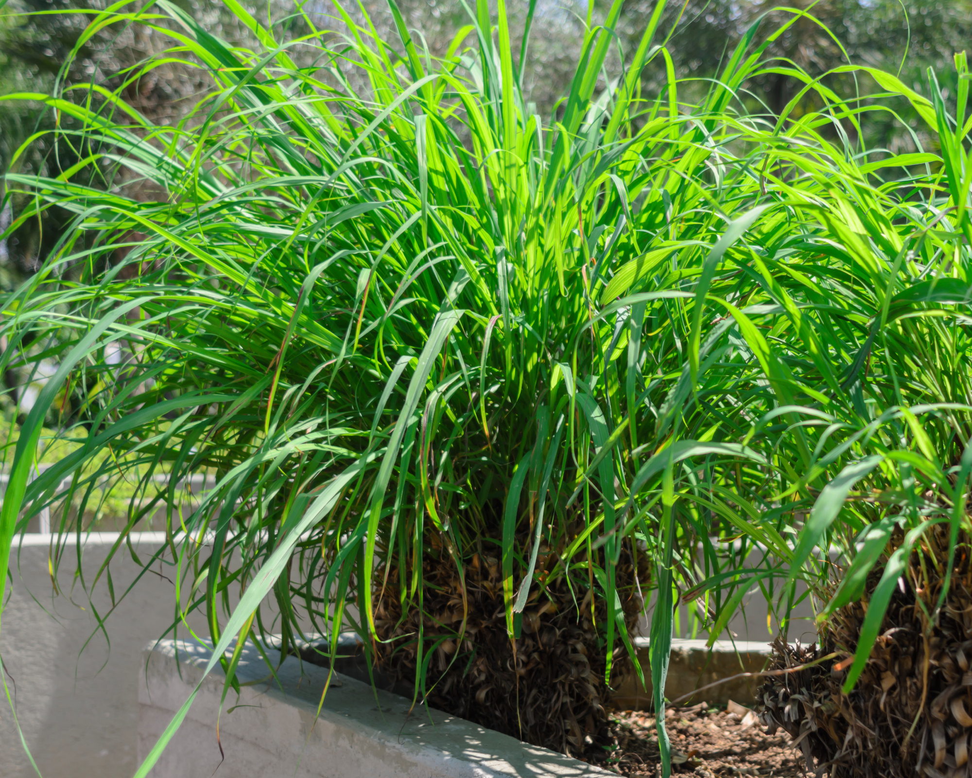 Το citronella, γνωστό ως Cymbopogon nardus ή Cymbopogon Winterianus, είναι ένα φαρμακευτικό φυτό με απωθητικές ιδιότητες για έντομα.
