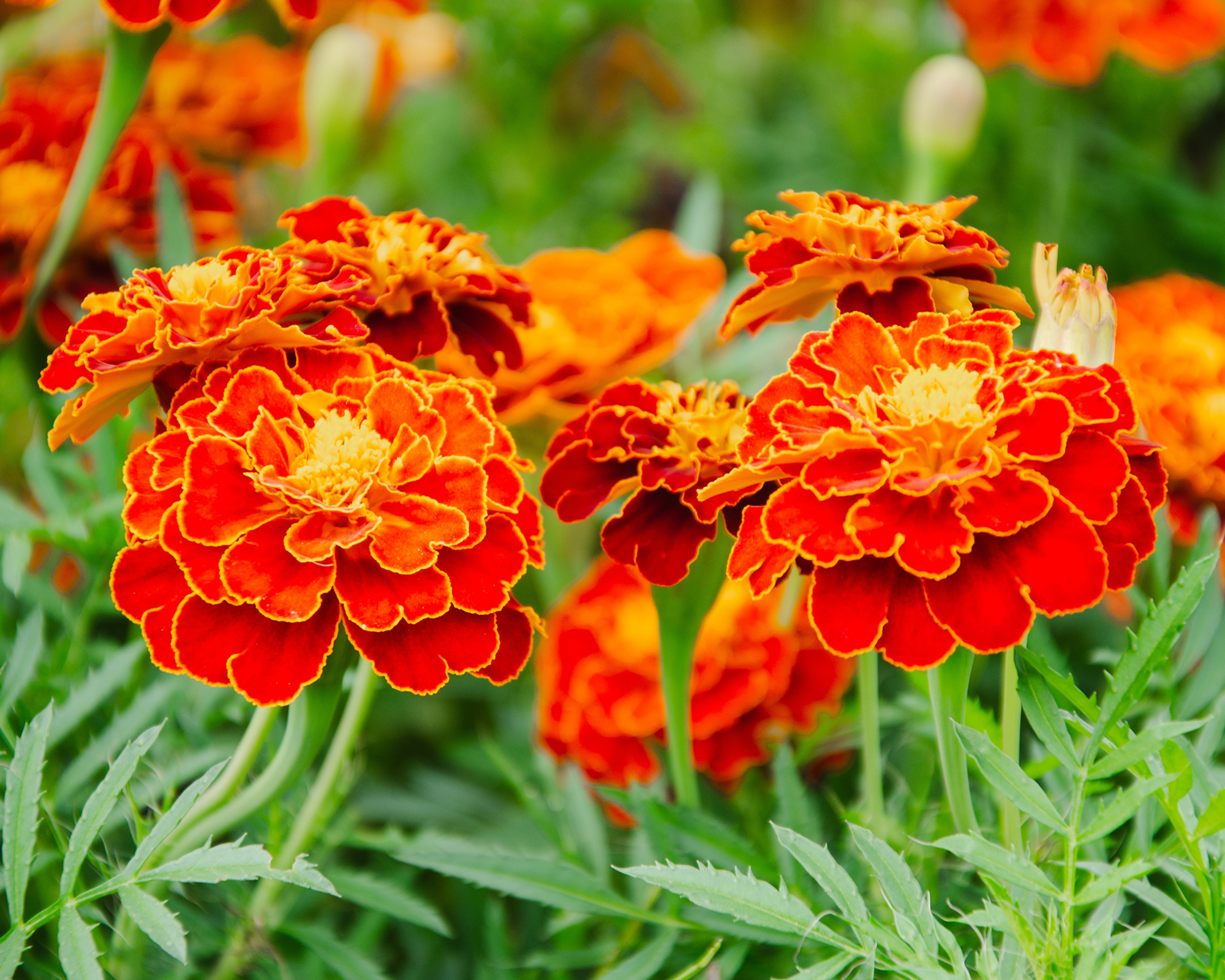 Ζωντανά γαλλικά λουλούδια marigold