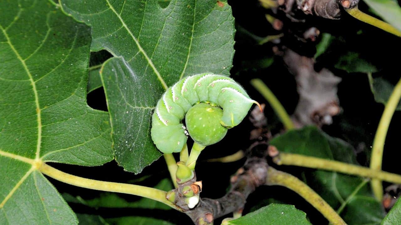 9 Φθινόπωρο Garden Pests Κατατάσσονται από την ενόχληση έως τον Nightmare 6