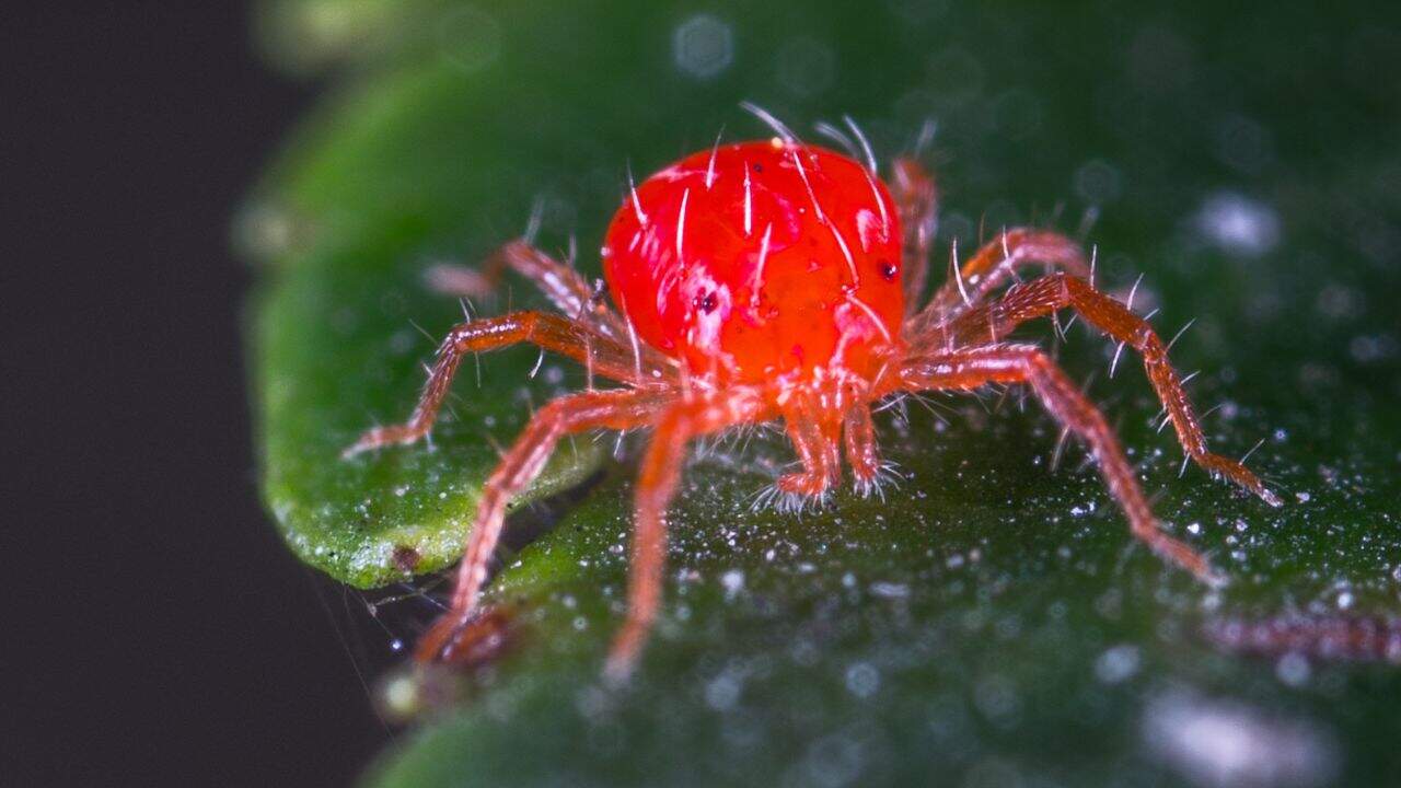 9 Φθινόπωρο Garden Pests Κατατάσσονται από την ενόχληση έως τον Nightmare 4