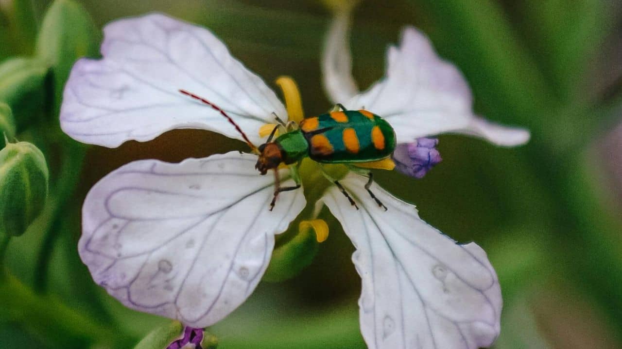 9 Fall Garden Pests Κατατάσσονται από την ενόχληση έως τον Nightmare 5