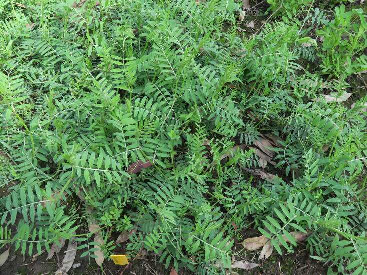 Hairy Vetch, μια κοινή καλλιέργεια κάλυψης που χρησιμοποιείται για πράσινη κοπριά. Φωτογραφία από τον Harry Rose μέσω του Flickr.