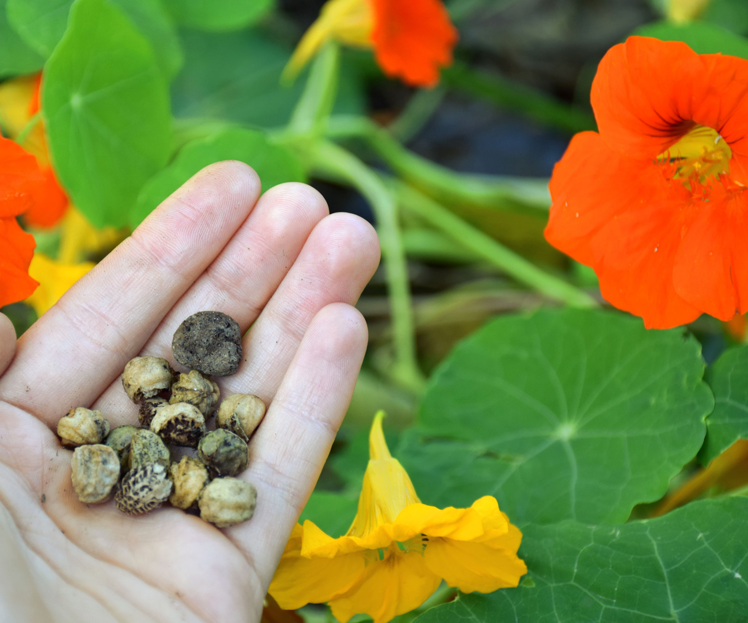 Οι σπόροι Nasturtium συλλέγονται από φυτά
