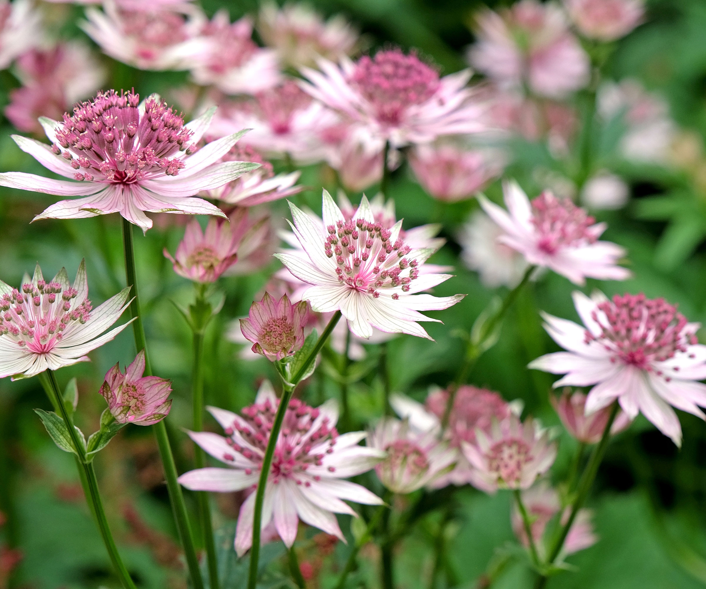 Masterwort Flowers που μεγαλώνουν στον κήπο