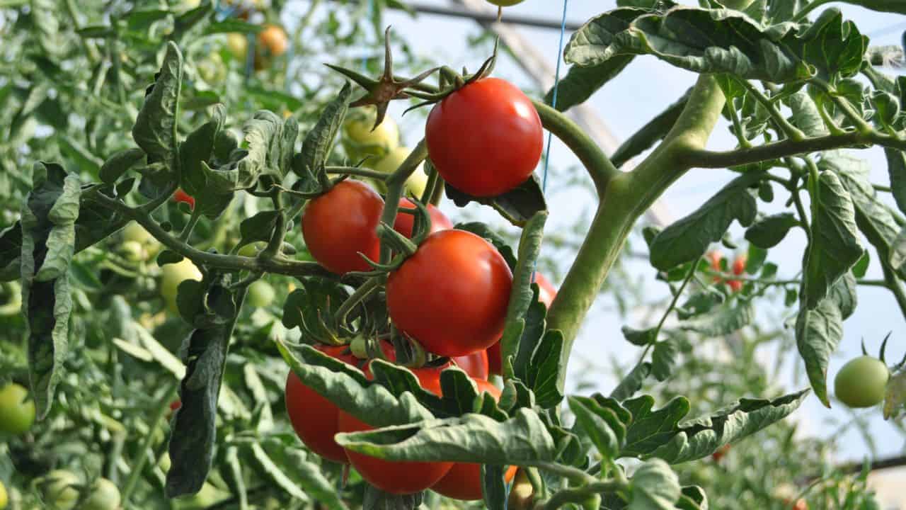 Γιατί οι ντομάτες σπάσουν στα τέλη του καλοκαιριού και πώς να το αποτρέψετε 5