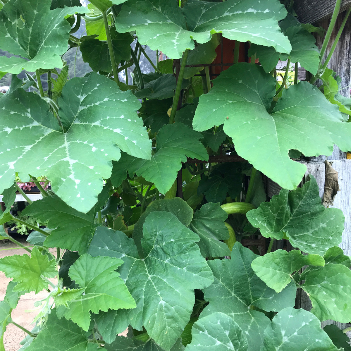 Creeping Zuchetta Vines