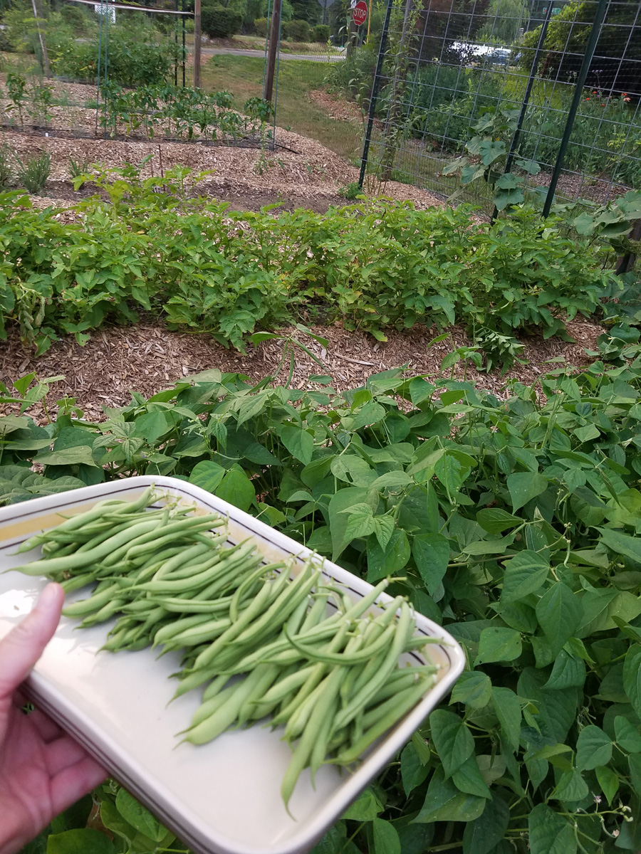 Ο πάροχος Bush Bean Harvest σε ένα δίσκο