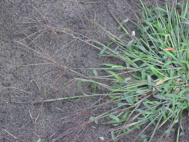 Digitaria sanguinalis (crabgrass). Φωτογραφία από τον Rasbak μέσω της Wikimedia.