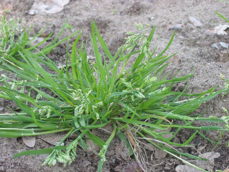Poa Annua (Bluegrass) Φωτογραφία από τον Rasbak μέσω Wikimedia.