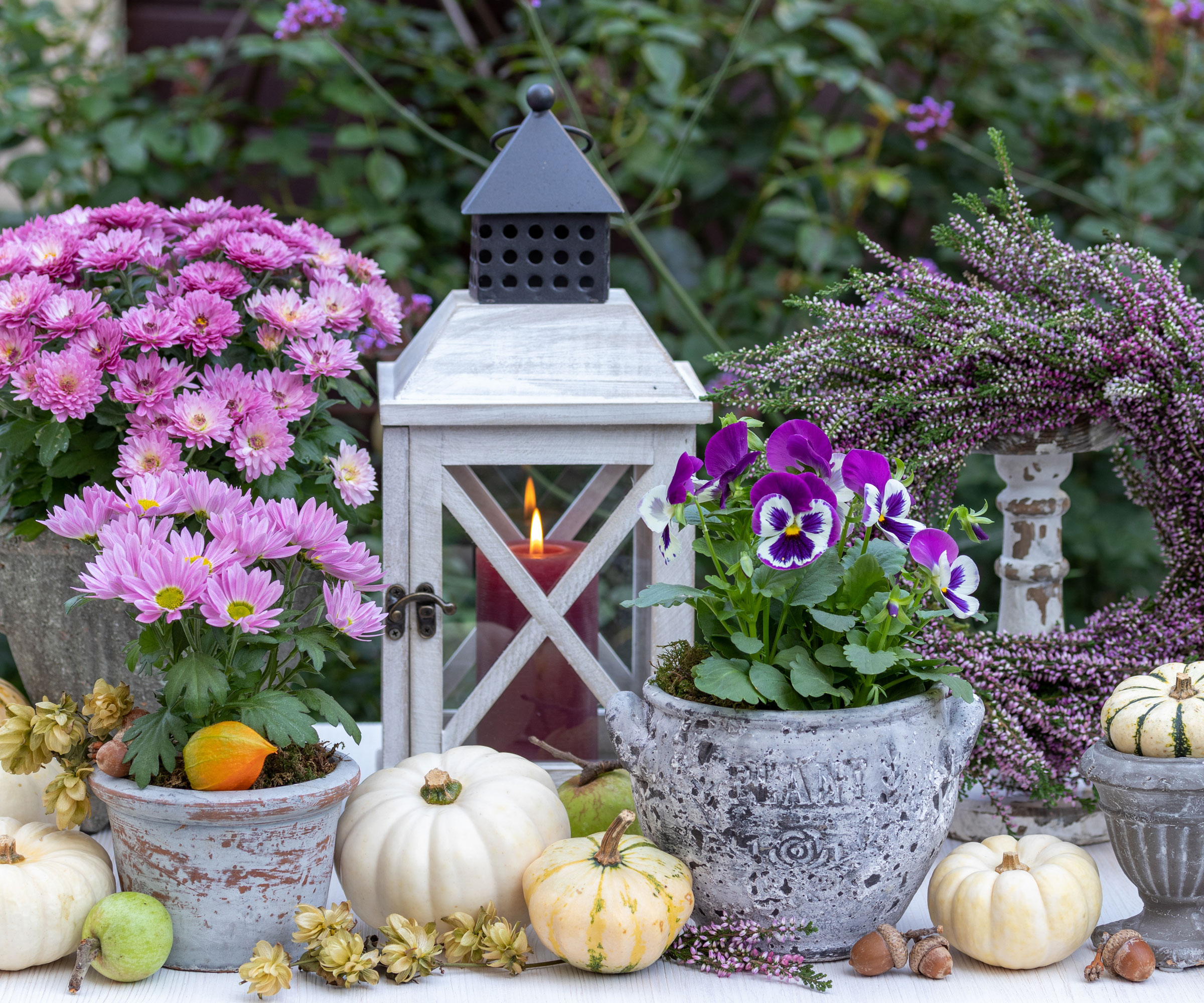 Viola και Mum Flowers σε δοχεία με σκουός και επιτραπέζιους λαμπτήρες
