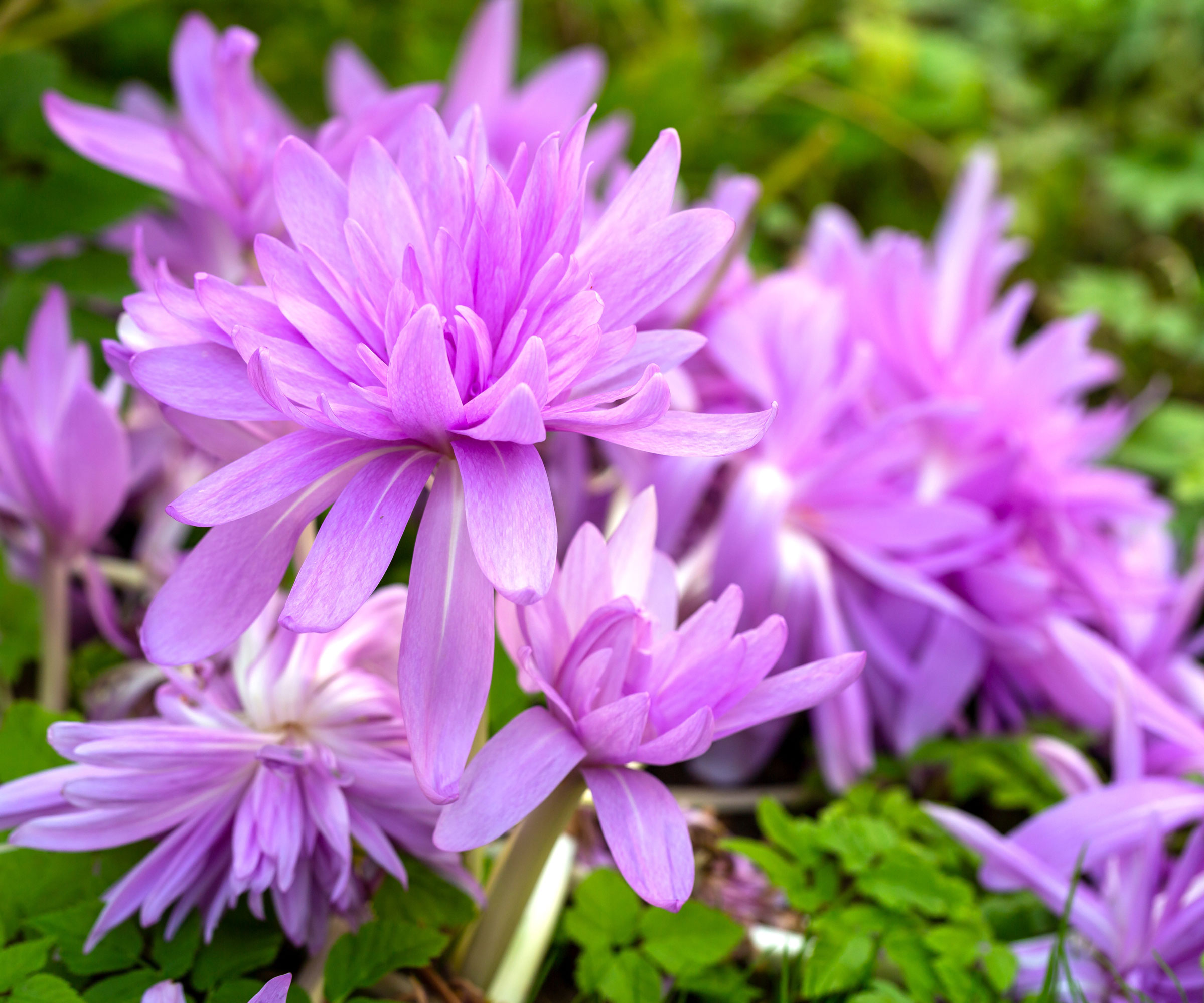 colchicum με μοβ λουλούδια