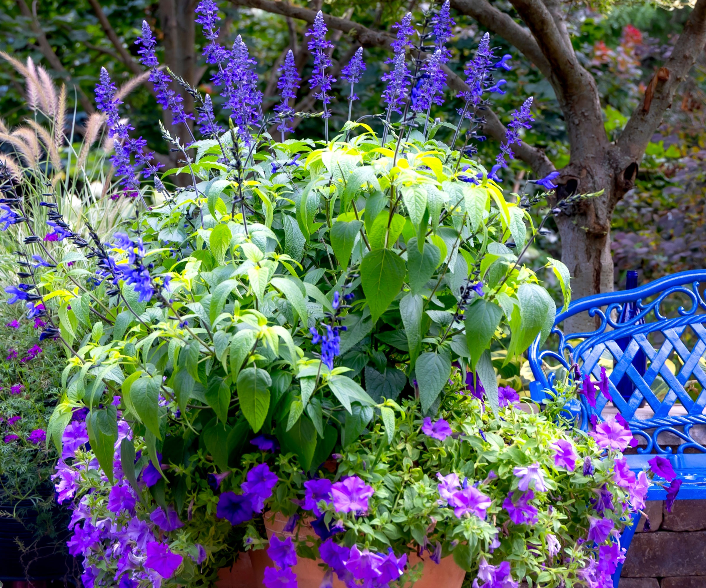 Blue Salvia με φυτά σε εμπορευματοκιβώτια στον κήπο