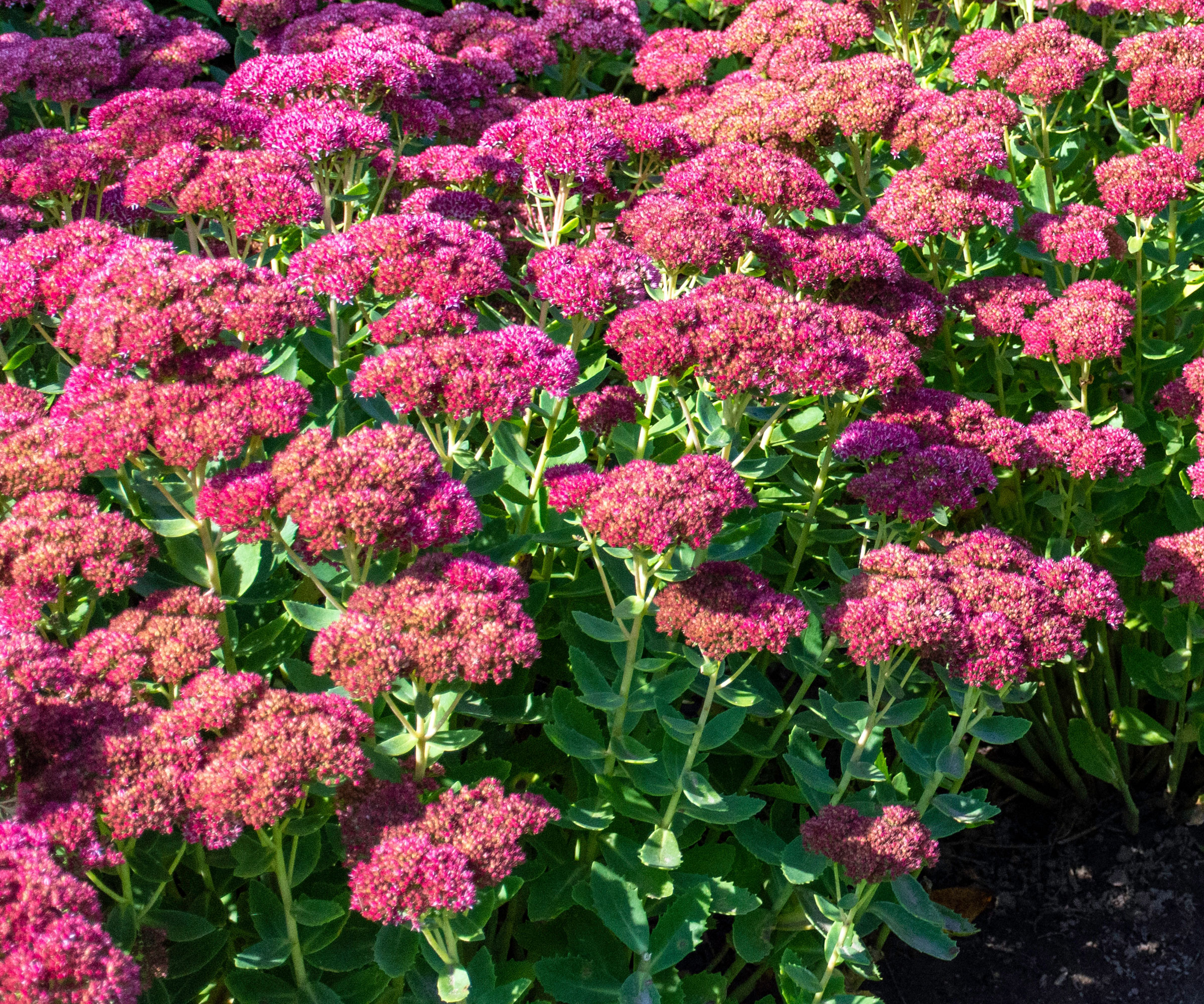Sedum φθινόπωρο χαρά σε πλήρη άνθιση