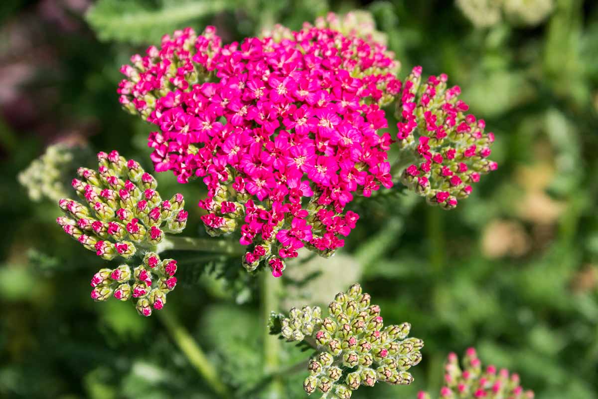 Ένα κοντινό από το Achillea 'New Vintage Rose' που απεικονίζεται σε έντονη ηλιοφάνεια σε ένα μαλακό φόντο εστίασης.
