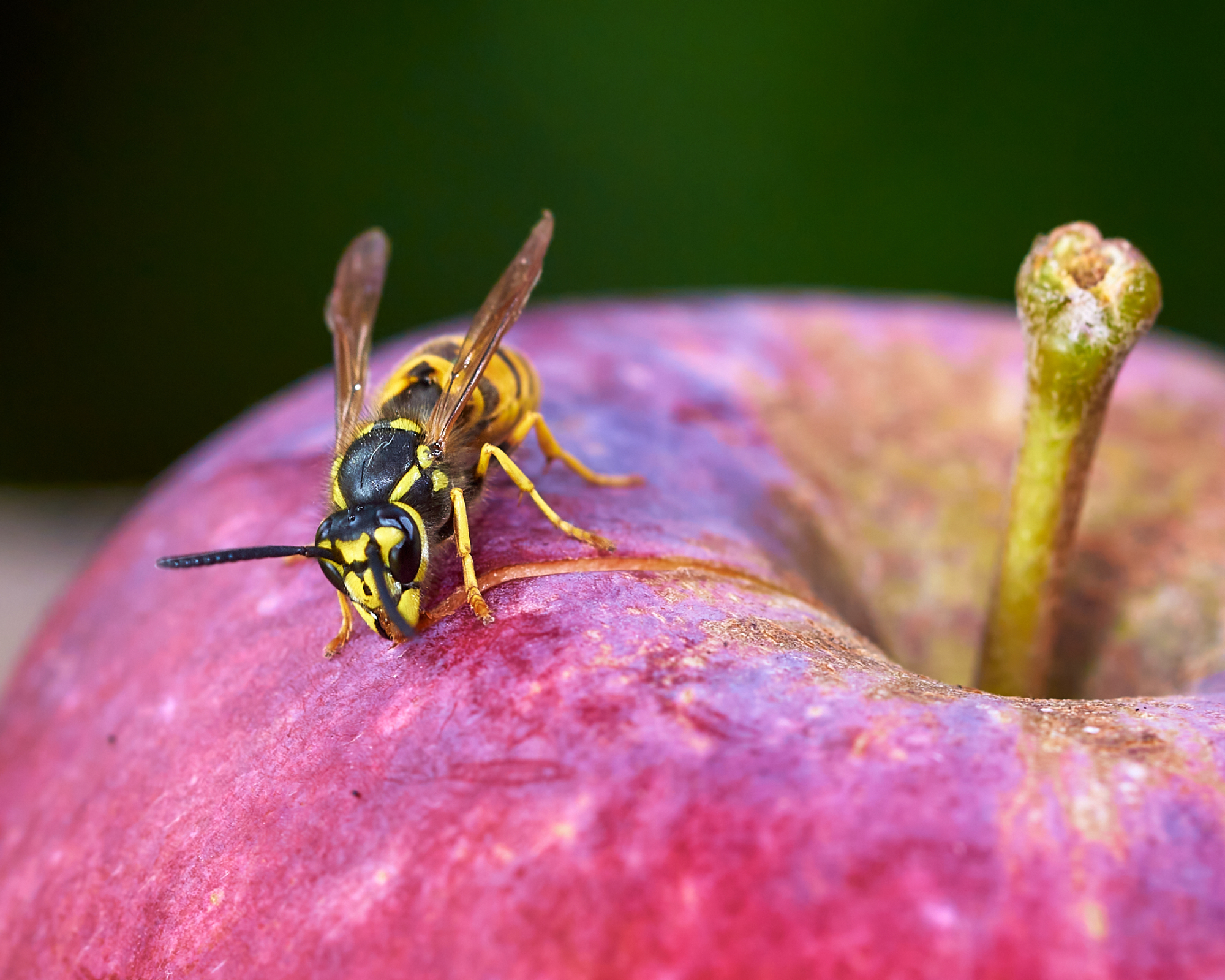 Yellowjacket Wasp σε ένα μήλο