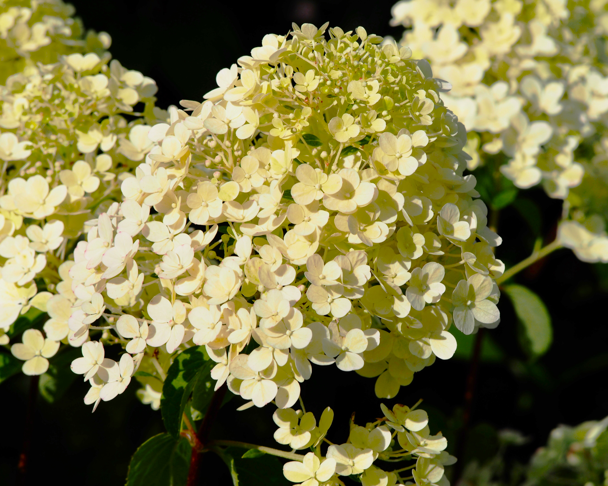Κινηματογραφική πλάνα των λουλουδιών Bobo Hydrangea