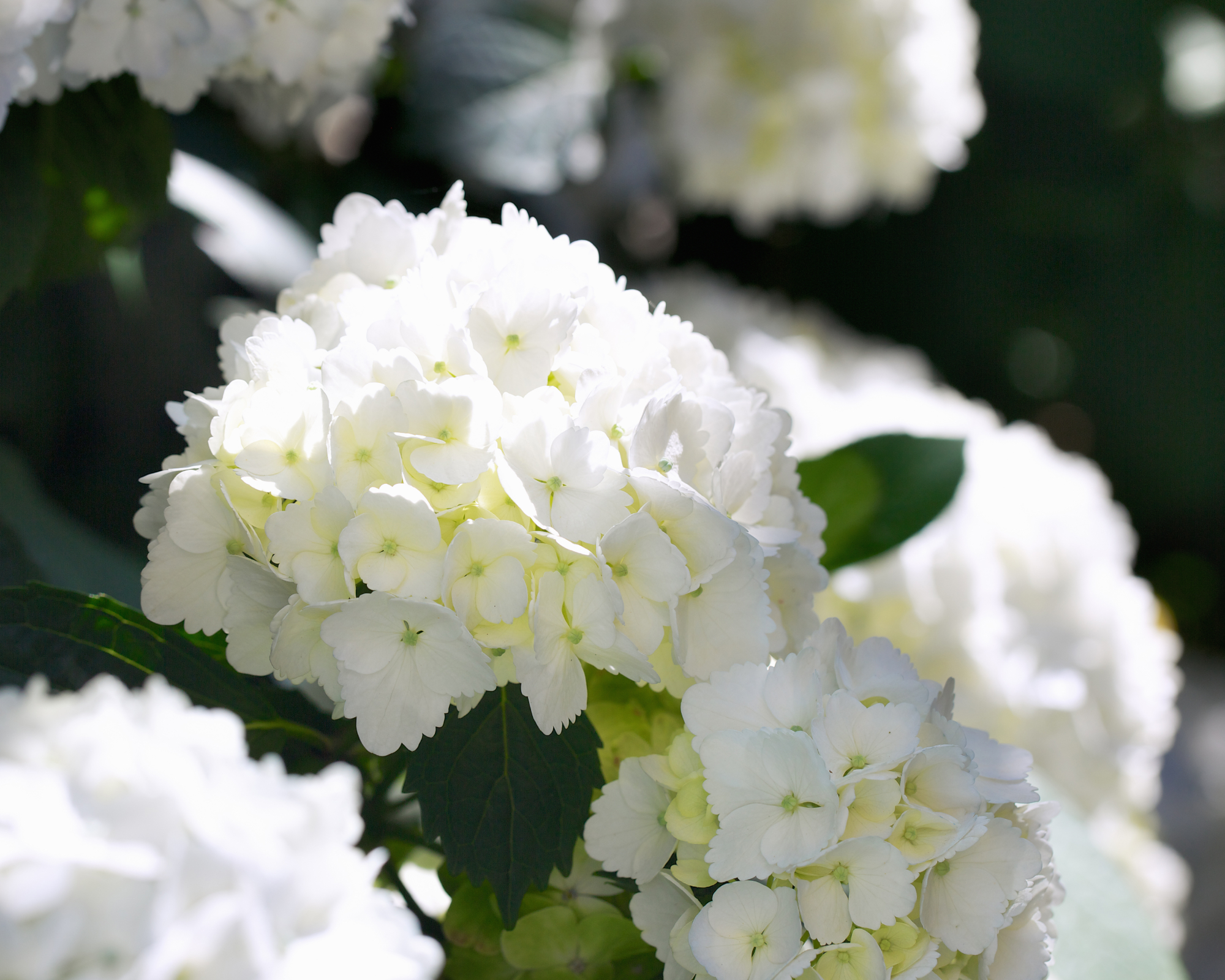 Λευκό Mophead Hydrangea Blooms