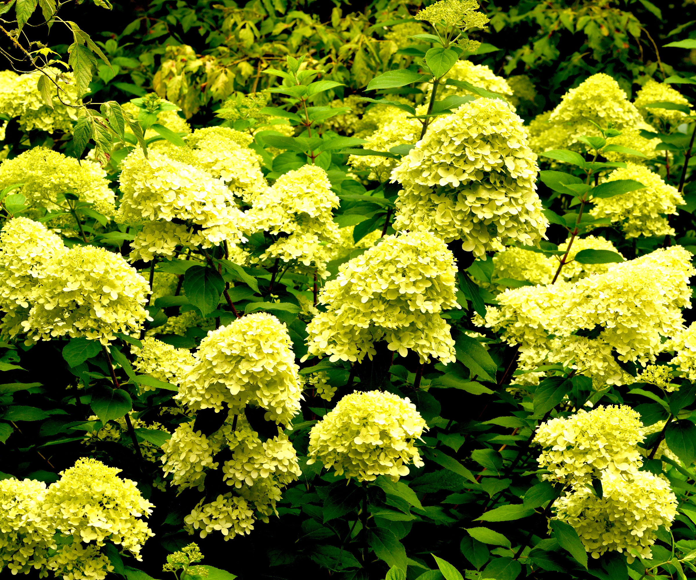 Φυτά Hydrangea Limelight που αναπτύσσονται στα σύνορα του κήπου