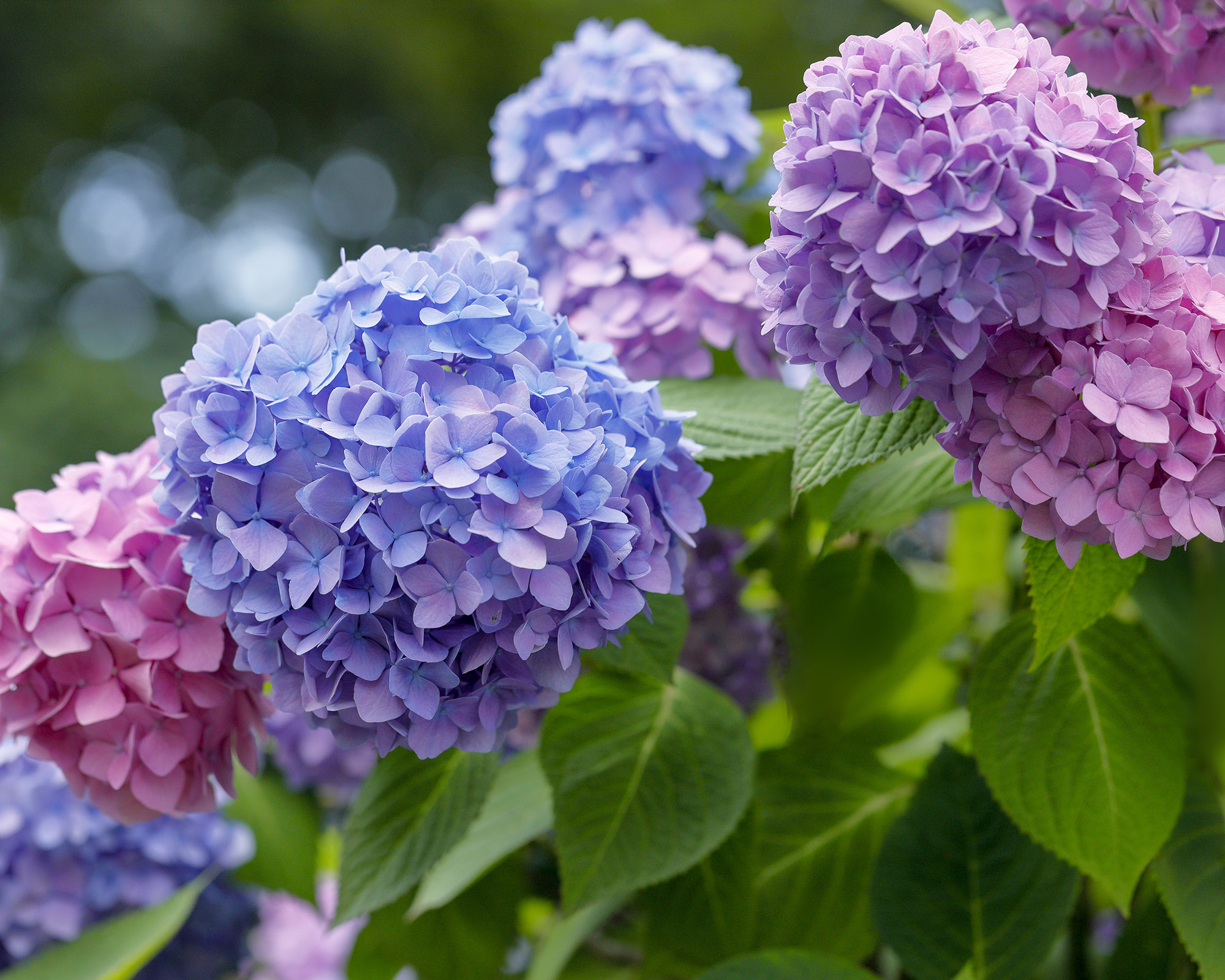 Hydrangea Shrub στον κήπο κοπής με λουλούδια σε μπλε, μοβ και ροζ