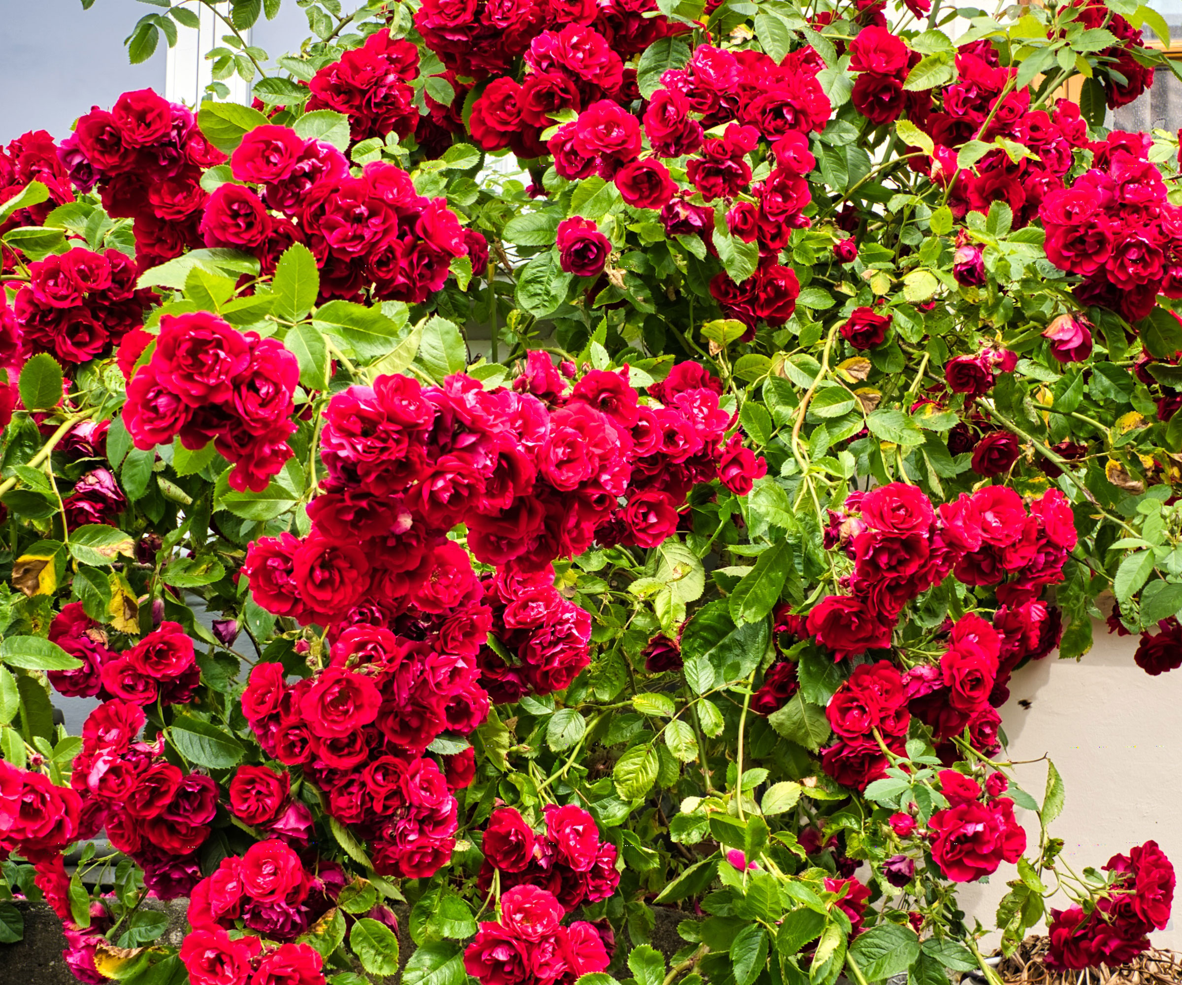 Rose Cherry Frost σε άνθιση αναρρίχηση κατά μήκος του τοίχου