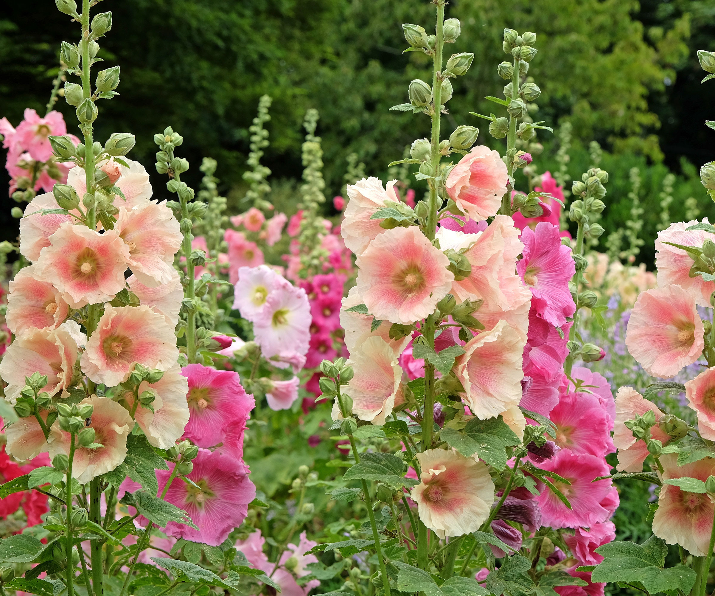 Ροζ και ροδάκινου χρωματισμένα λουλούδια Hollyhock