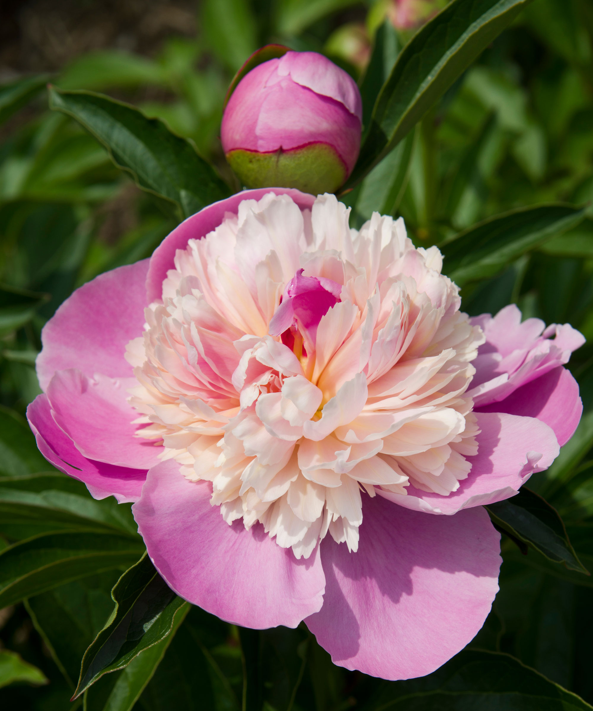 Λουλούδι Sorbet Peony λεπτομερώς