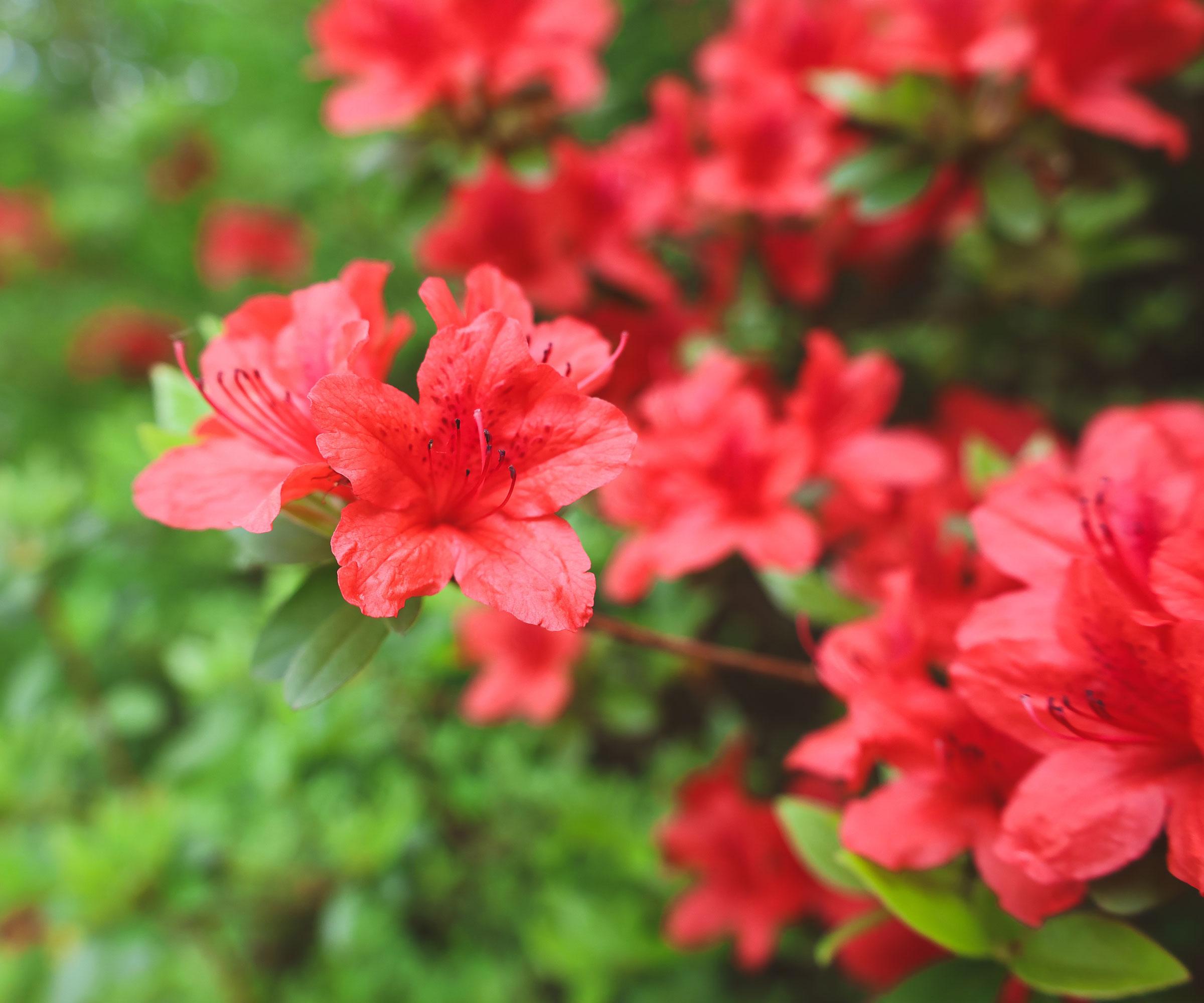 azalea θάμνος με κόκκινα λουλούδια