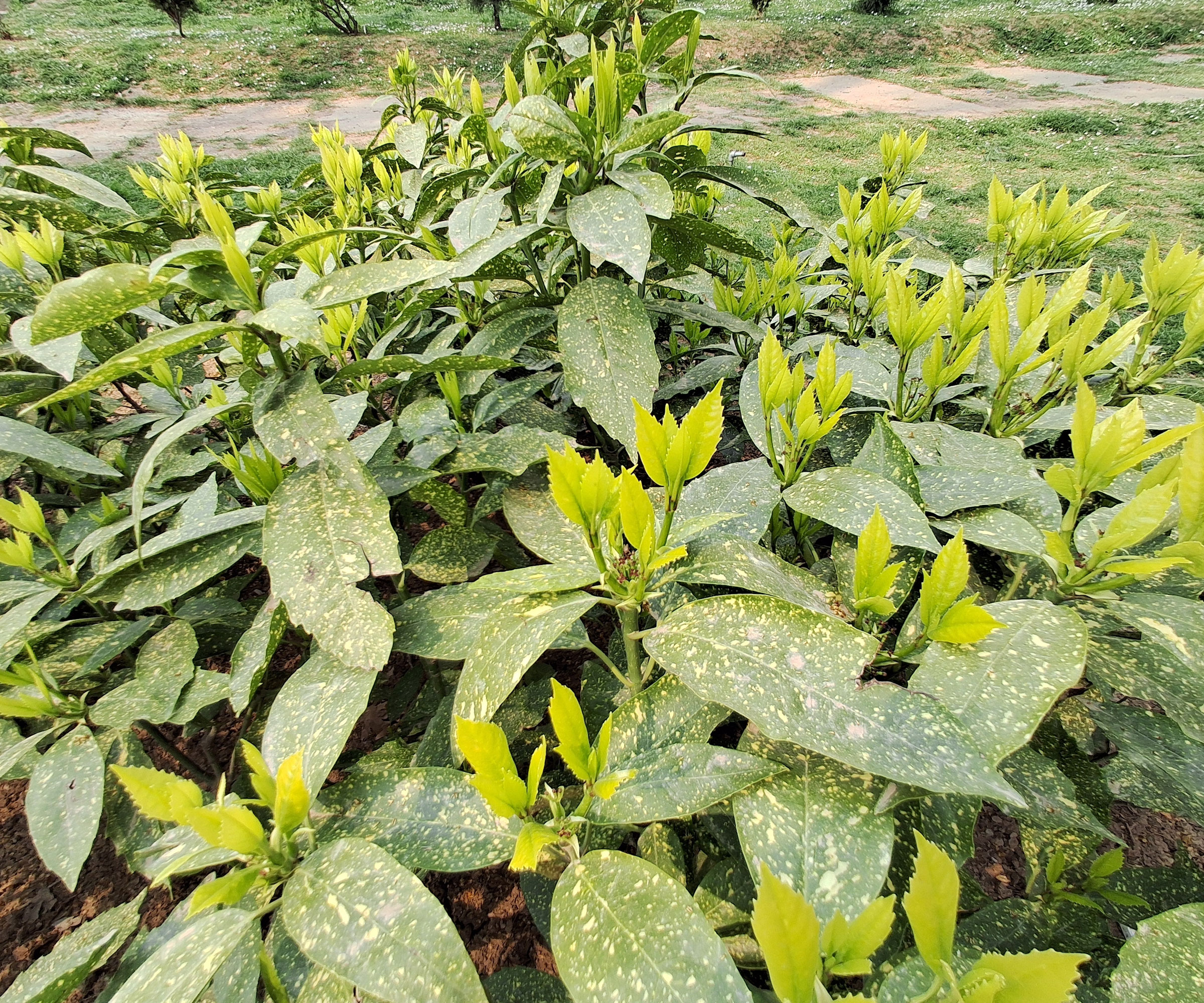 Aucuba Plant με λαμπερά πράσινα και κίτρινα φύλλα
