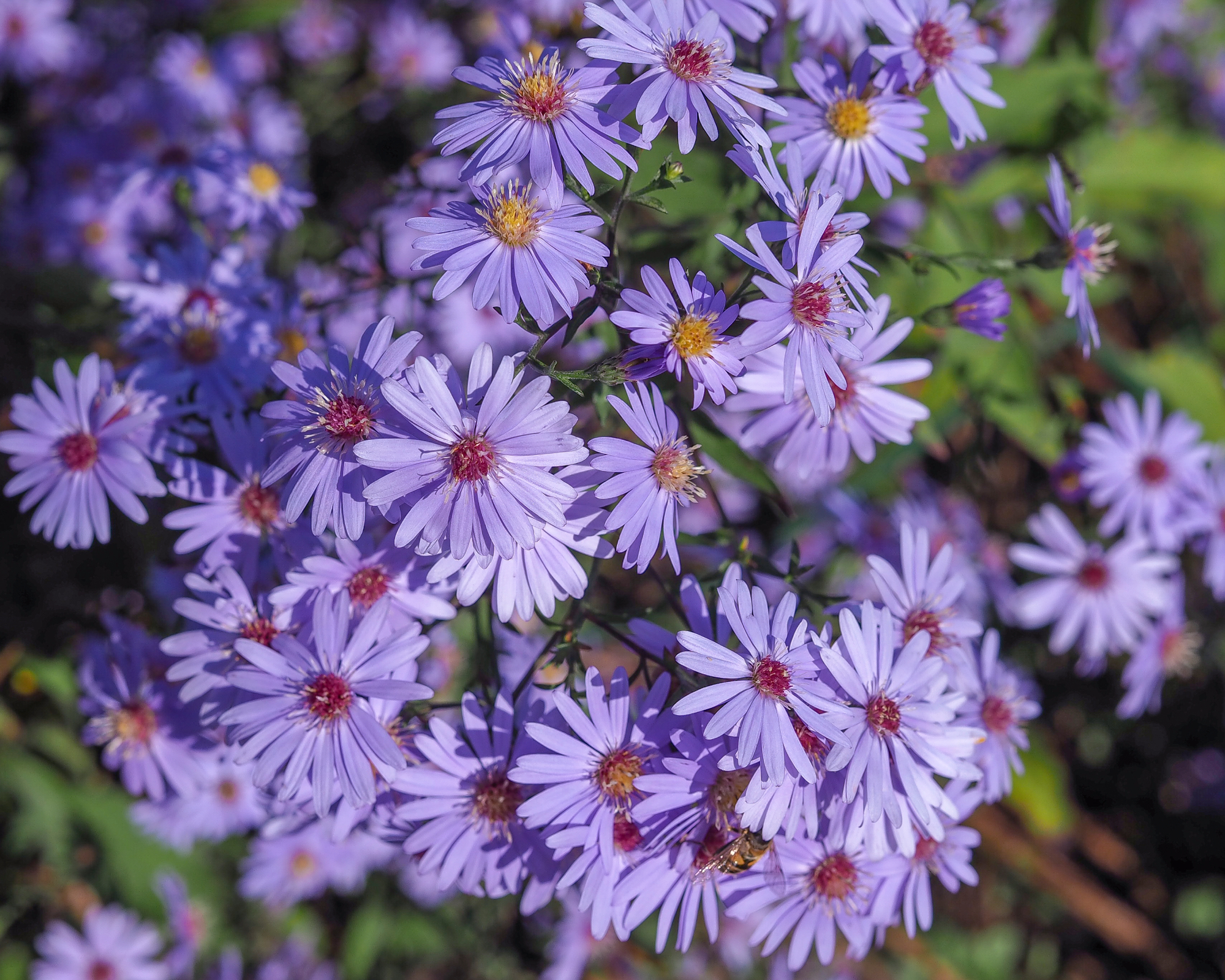 Blue Wood Aster, ή Symphyotrichum Cordifolium Blooming Flower.