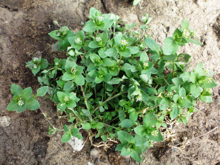 Κοινό chickweed (Stellaria media); Φωτογραφία από τον Hugo μέσω της Wikipedia Commons.