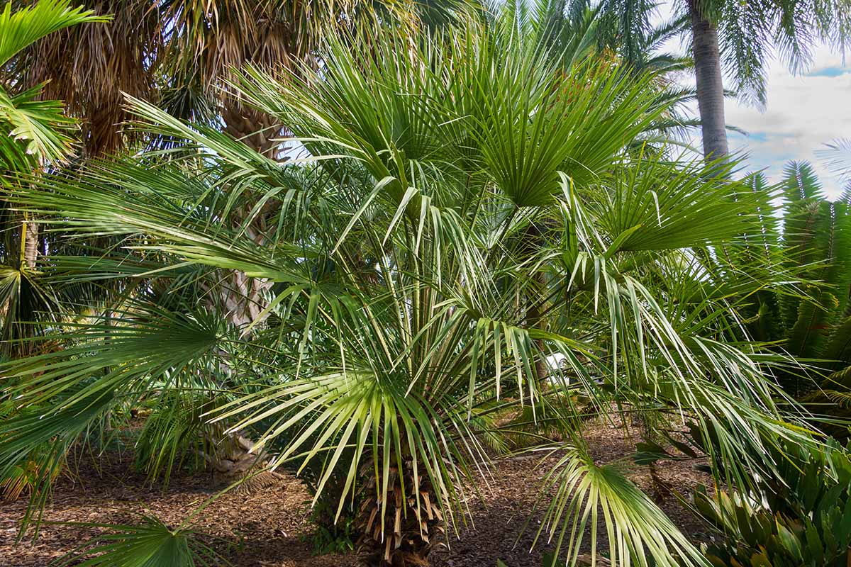 Μια κοντινή οριζόντια εικόνα ενός chamaerops humilis που μεγαλώνει στο τοπίο.